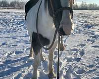 gypsy-vanner-horse