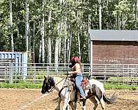 gypsy-vanner-horse-for-sale