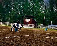 gypsy-vanner-filly