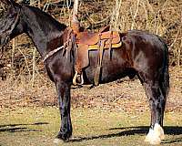 all-around-morgan-horse