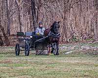 athletic-morgan-horse