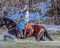 draft-morgan-horse