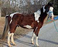 available-spotted-horse