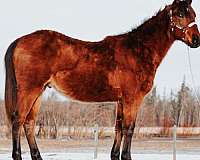 bay-roan-register-of-merit-horse