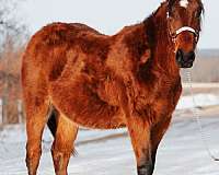 bay-roan-aqha-asha-colt