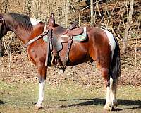 all-around-morgan-horse