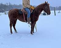 husband-safe-quarter-horse