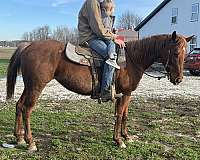 red-roan-experienced-horse