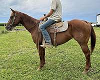 red-roan-playday-horse