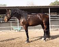 andalusian-stallion