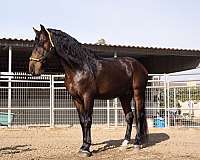 andalusian-horse-for-sale