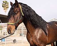 andalusian-horse