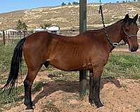 14-hand-quarter-horse-gelding