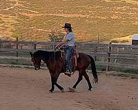 14-hand-gelding