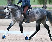 grey-companion-stallion-horse