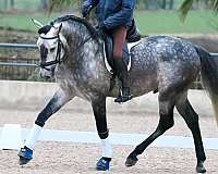 grey-andalusian-horse