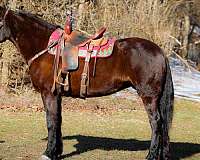 all-around-morgan-horse