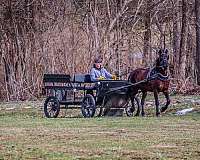 beginner-morgan-horse