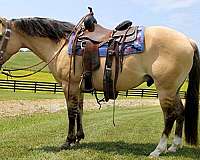 all-around-quarter-horse