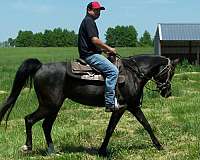 county-arabian-horse