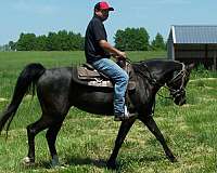 state-arabian-horse