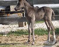state-arabian-horse
