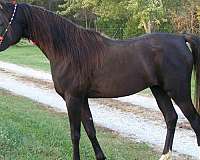 egypt-arabian-horse