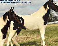 cole-tennessee-walking-horse