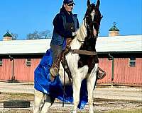 all-tennessee-walking-horse