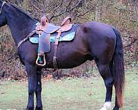 all-around-kentucky-mountain-horse