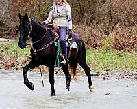 beginner-kentucky-mountain-horse