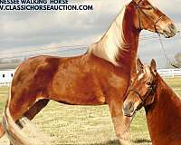 contender-tennessee-walking-horse