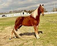 elite-tennessee-walking-horse