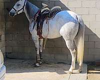 trail-riding-andalusian-quarter-horse