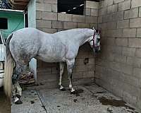 andalusian-quarter-horse