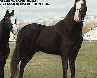 advanced-tennessee-walking-horse