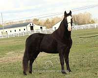 all-tennessee-walking-horse