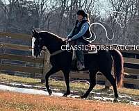 all-around-tennessee-walking-horse