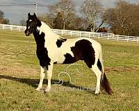 bid-spotted-horse