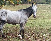 all-around-appaloosa-horse