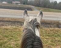 ridden-western-appaloosa-horse