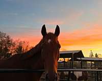 chestnut-star-two-hind-socks-horse