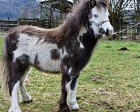 coggins-stallion
