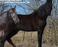 experienced-twh-tennessee-walking-horse