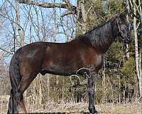 fei-tennessee-walking-horse