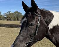 black-overo-half-arabian-gelding