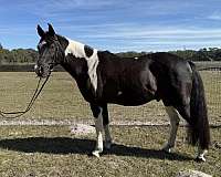 black-overo-half-arabian-horse