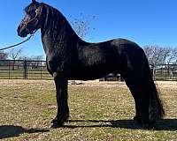 all-around-friesian-horse