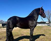 fort-worth-friesian-horse