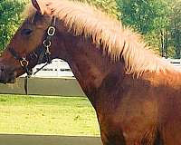 chestnut-lusitano-gelding